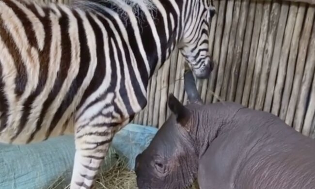 Nashorn und Zebra. Quelle: Screenshot YouTubee