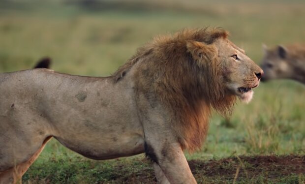 Die Hyänen umzingelten den Löwen: Zum Glück waren seine Freunde in der Nähe
