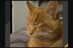 Babykatze. Quelle: Youtube Screenshot