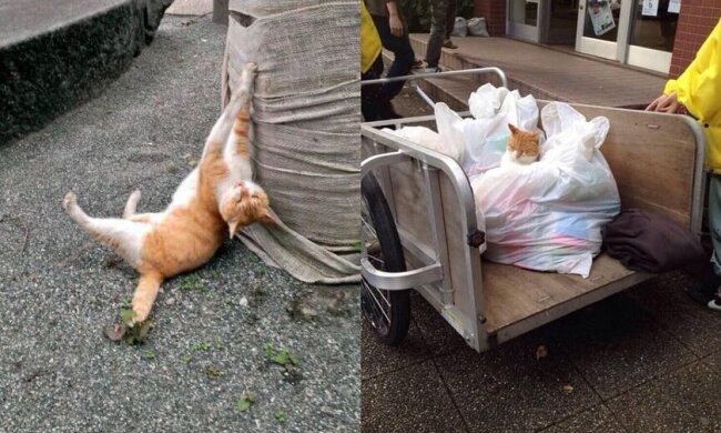Eine rote Katze besucht Vorlesungen an der Universität und schläft manchmal auf dem Schreibtisch ein: Studenten halten sie für ihr Maskottchen