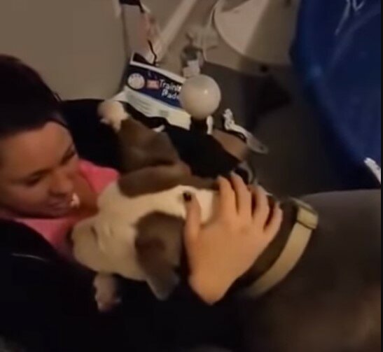Die Frau schützte einen verlassenen schwangeren Hund. Aus Freundlichkeit zahlte der Hund sie mit der Liebe zurück