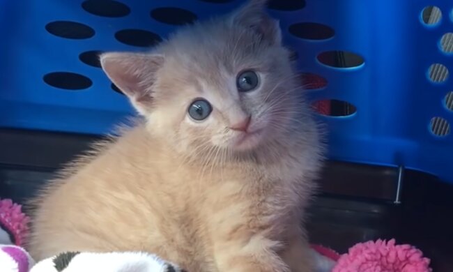 Kätzchen Chloe. Quelle: Screenshot Youtube