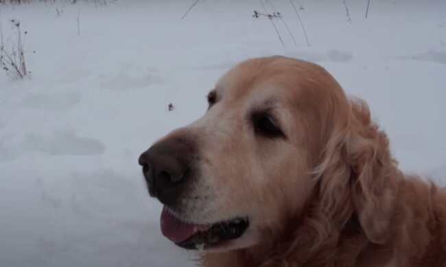 Hund. Quelle: Screenshot YouTube