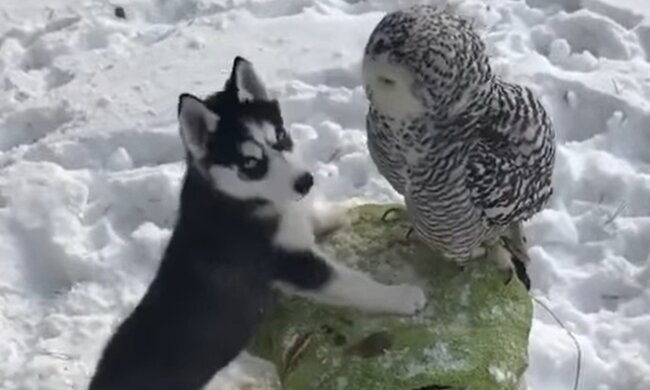 Wie ein Husky-Welpe und eine Schnee-Eule beste Freunde wurden