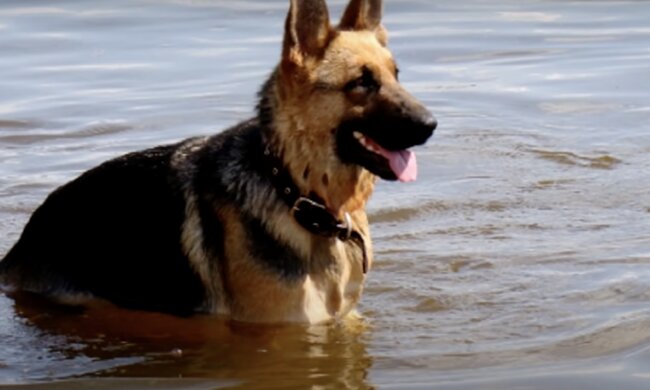 Hund. Quelle: Screenshot YouTube