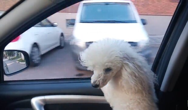 Hund im Taxi. Quelle: Youtube Screenshot