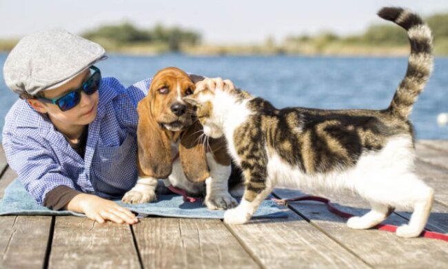 Hunderassen, die leicht mit Katzen auskommen