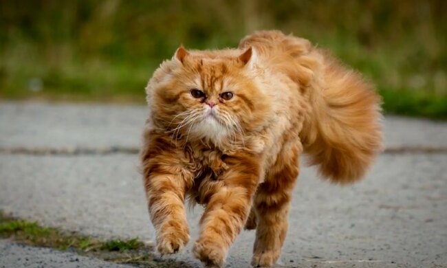Rothaarige Katze. Quelle: Screenshot Youtube