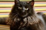 Katze. Quelle: Screenshot YouTube