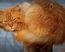 Katze. Quelle: Screenshot YouTube