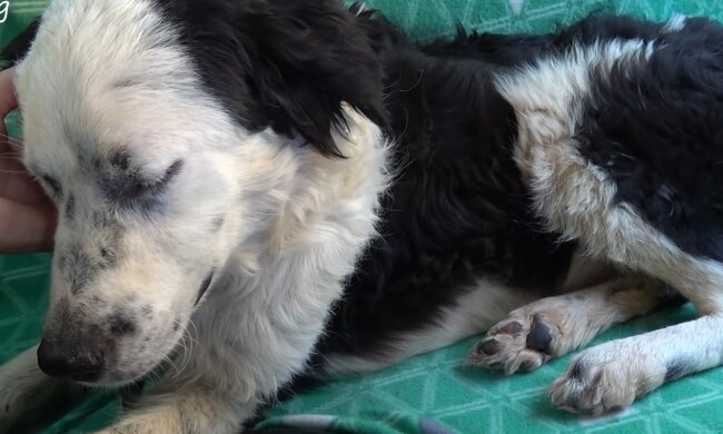 Die Freude der familiären Wärme. Quelle: Screenshot YouTube