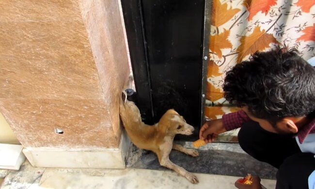 Mann erkämpft sich das Vertrauen eines streunenden Hundes im Zaun. Quelle: Youtube Screenshot