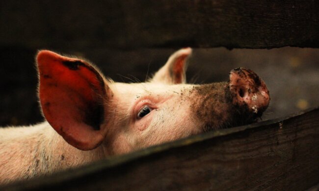 Eine Frau besuchte eine Farm und rettete ein Schwein vor einem Feuer