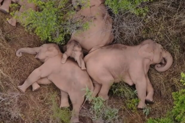 Elefantenwanderung. Quelle: YouTube Screenshot