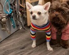 Die Besitzerin verwöhnter Chihuahua hat ein Vermögen für Designer-Outfits für Hunde ausgegeben