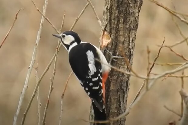 Erstaunliche Vogelanatomie. Quelle: Screenshot YouTube