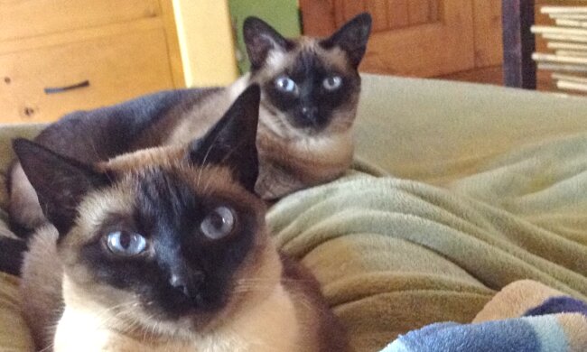 Haus mit Katzen. Quelle: YouTube Screenshot