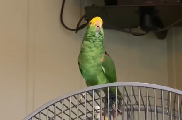 Papagei. Quelle: YouTube Screenshot