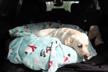 Der Hund liegt im Auto. Quelle: YouTube Screenshot