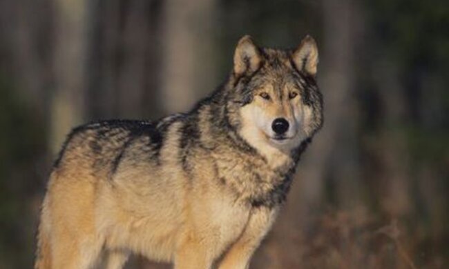 Der Jäger verbrachte die halbe Nacht mit dem Wolf im Wald: Am Morgen dankte ihm das Tier