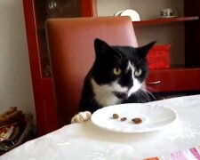 Katze isst am Tisch. Quelle: Youtube Screenshot