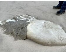 "Medusa" vor der Küste gefunden. Quelle:Oregon Coast Beach Connection