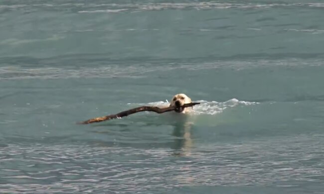 Bailey. Quelle: Youtube Screenshot