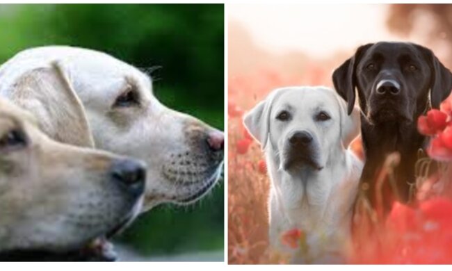 Hunde. Quelle: Screenshot