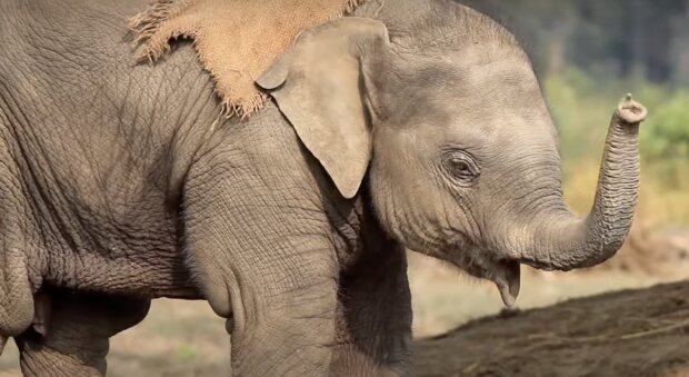 Elefantenbaby. Quelle: Screenshot YouTube