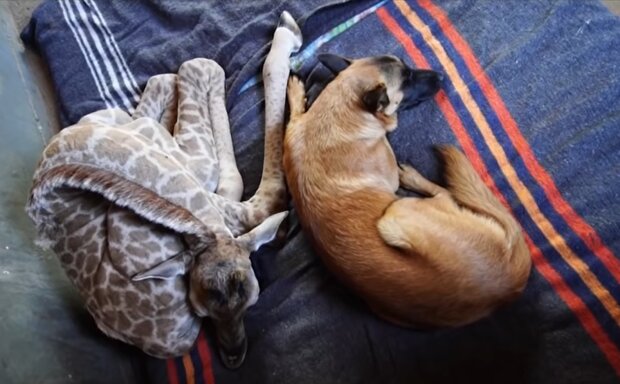 Giraffenbaby Jazz und Schäferhund Hunter. Quelle: Screenshot Youtube