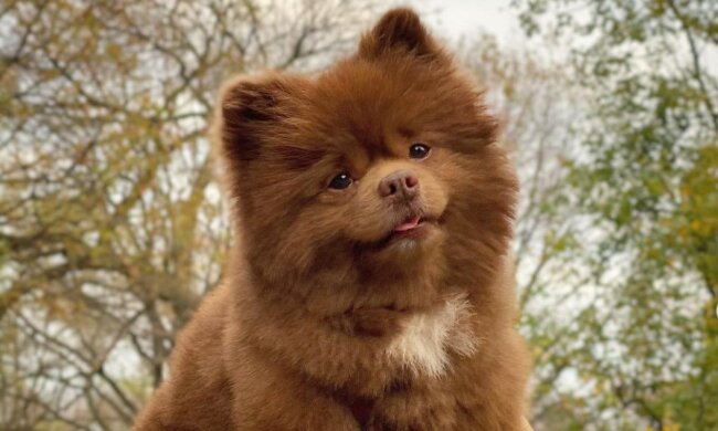 Ein Welpe, der einem Teddybär ähnelt, wurde einem Tierheim weggegeben, aber nicht gleichgültige Menschen kümmerten sich um ihn