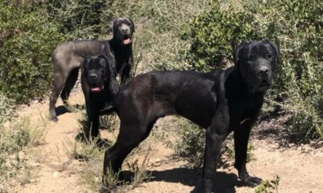 Die Hunde waren in den Bergen verschollen und verwildet, aber gute Menschen kamen ihnen zu Hilfe