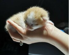 Eine schwangere Katze war im Büro in Shanghai untergebracht und erhielt acht Kätzchen als Geschenk