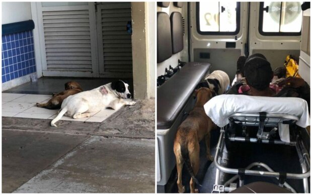 Hunde begleiteten ihren Besitzer ins Krankenhaus. Quelle: Screenshot Youtube