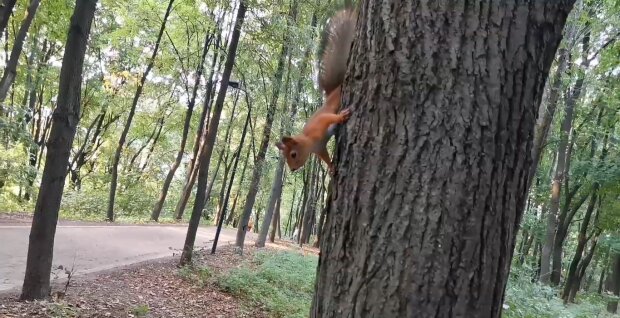 Eichhörnchen. Quelle: Youtube Screenshot