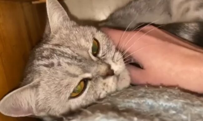 Haustier in güten Händen