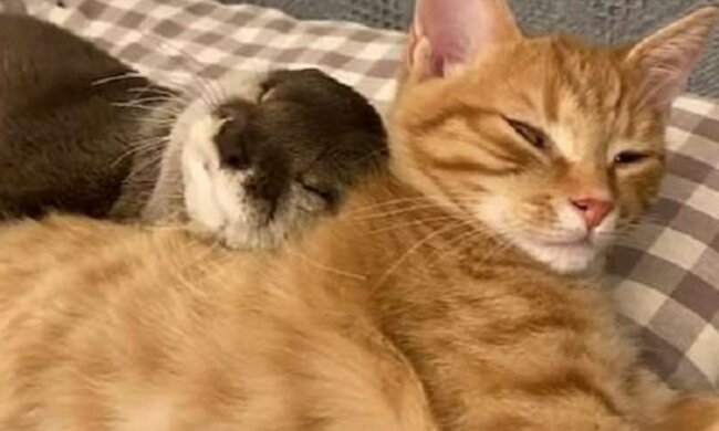 Beste Freunde: ein Otter und eine Katze schlafen süß, indem sie einander umarmen