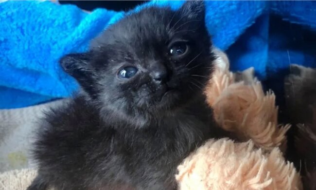 Ein winziges Kätzchen wuchs in einem Jahr zu einem großen Kater heran, behielt aber trotzdem seine Kindergewohnheit