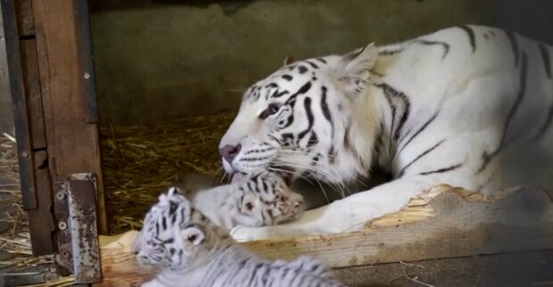 Tiger Familie. Quelle: YouTube Screenshot