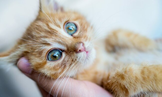 Die Kunst, mit einer Katze zu kommunizieren: Tierärzte erklärten, wie man eine Katze richtig hält