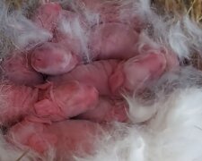 Neugeborene Kaninchen. Quelle: YouTube Screenshot