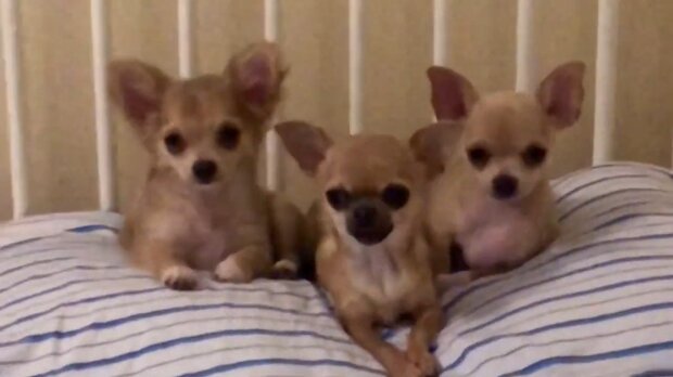 Drei Chihuahuas. Quelle: Youtube Screenshot