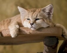 Dünenkatzen sind die kleinste Rasse, auch als Erwachsene sehen sie aus wie Kätzchen
