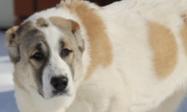 Hund namens Petunia. Quelle: www. ridus.сom