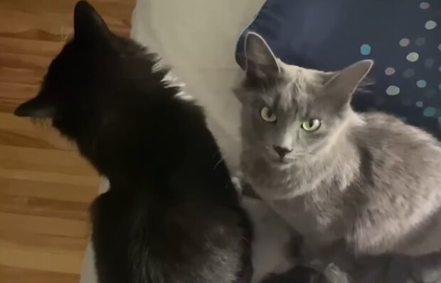 Eine junge Katze kümmerte sich um ihre Schwester: Sie waren beide sehr müde vom Leben auf der Straße
