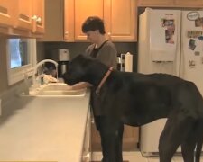 Der größte Hund der Welt. Quelle: Screenshot Youtube