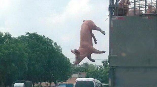 Ein mutiges Schweinchen sprang während der Fahrt aus einem Lastwagen, und das veränderte sein Leben völlig