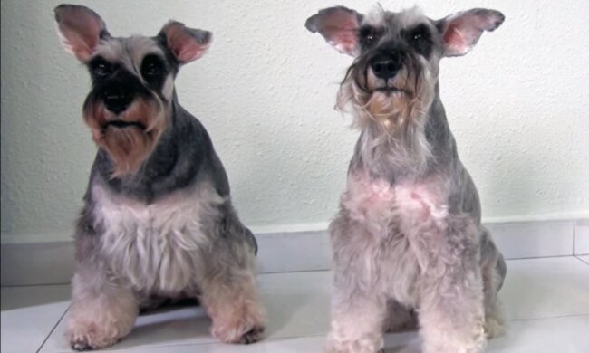 Hunde mit Bärten. Quelle: YouTube Screenshot
