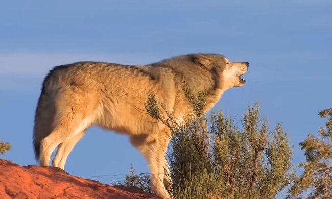 Ein Wolf. Quelle: Youtube Screenshot