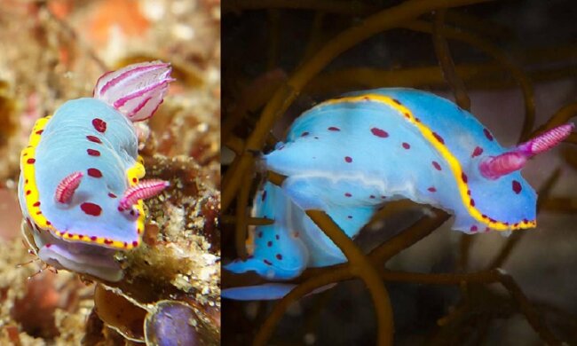 Bennetts Nacktschnecke. Quelle: dailymail.co.uk